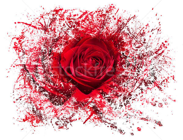 Rose Red détaillée étroite coup velours [[stock_photo]] © backyardproductions