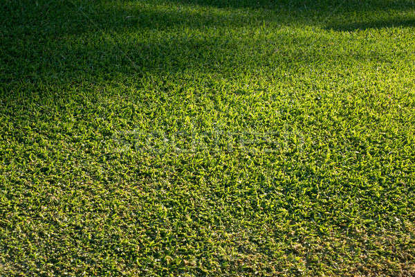Vue de côté nouvellement herbe pelouse détail bien [[stock_photo]] © backyardproductions