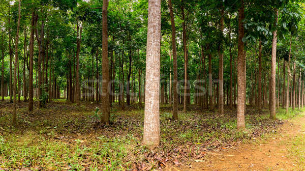 Caoba plantación Hawai panorama árboles Foto stock © backyardproductions