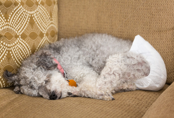 Edad gris perro perrito pañal Foto stock © backyardproductions