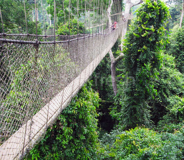 Aerial walkway at Kakum in Ghana Stock photo © backyardproductions