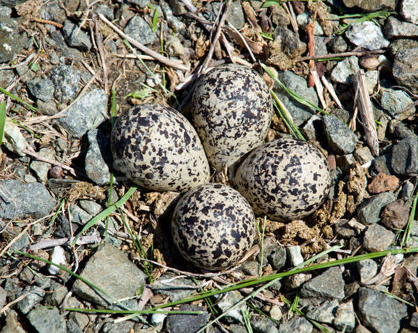 Killdeer bird eggs in nest Stock photo © backyardproductions
