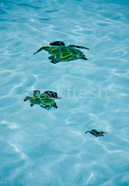 Piscina piso azul piscina fundo Foto stock © backyardproductions
