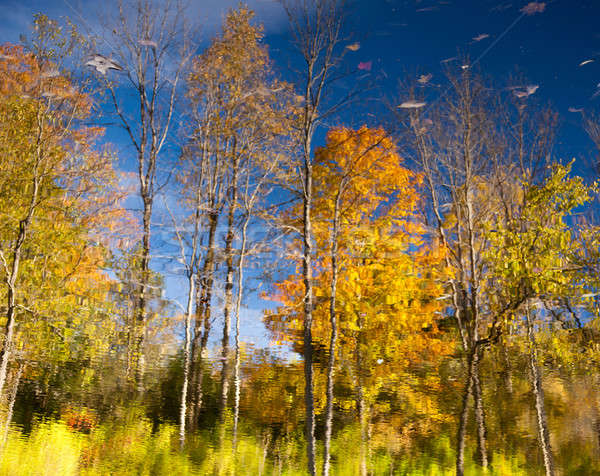 Reflection of fall leaves Stock photo © backyardproductions