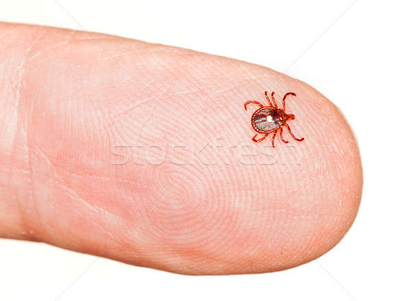 Stock photo: Lone star or seed tick on finger
