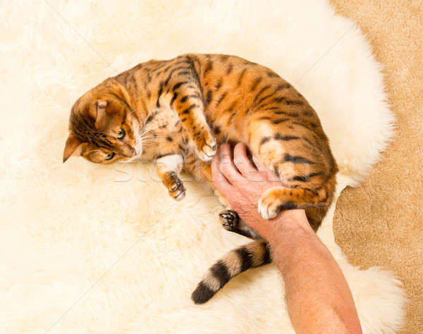 Orange brown bengal cat on wool rug Stock photo © backyardproductions