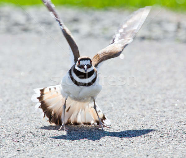 Killdeer bird warding off danger Stock photo © backyardproductions