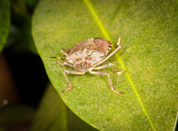 Stinkbug or shield bug on leaf of plant Stock photo © backyardproductions