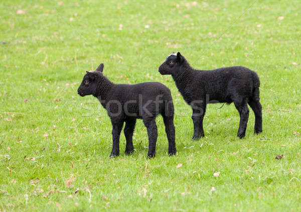 Pair of black welsh lambs in meadow Stock photo © backyardproductions