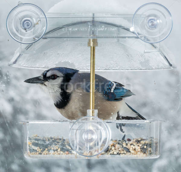 Blue Jay in window bird feeder  Stock photo © backyardproductions