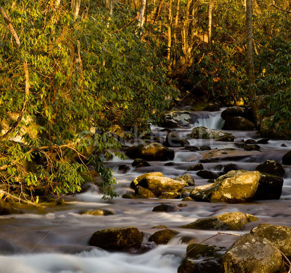 Raging stream in spring in Smokies Stock photo © backyardproductions