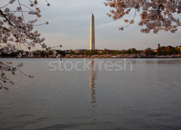 Washington-emlékmű cseresznyevirágzás késő délután naplemente lövés Stock fotó © backyardproductions