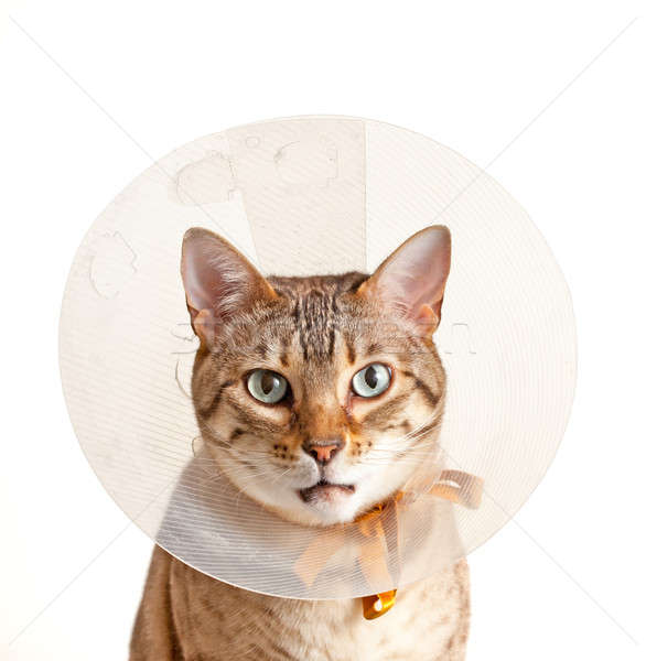 Stock photo: Bengal kitten with neck collar