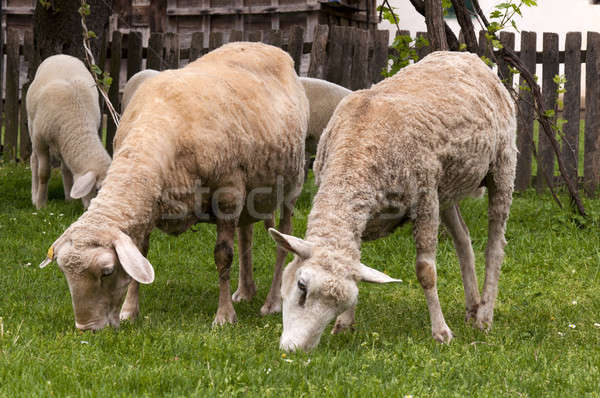 Sheep at farm Stock photo © badmanproduction