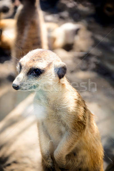 Portrait of meerkat  Stock photo © badmanproduction