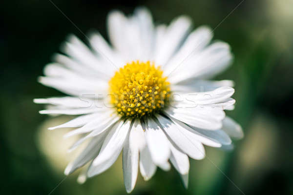 Daisy flower close up Stock photo © badmanproduction