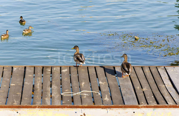 Dock Belgrado nuoto acqua natura blu Foto d'archivio © badmanproduction