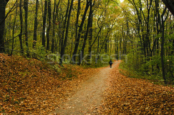 Strada legno percorso primavera verde foresta Foto d'archivio © badmanproduction