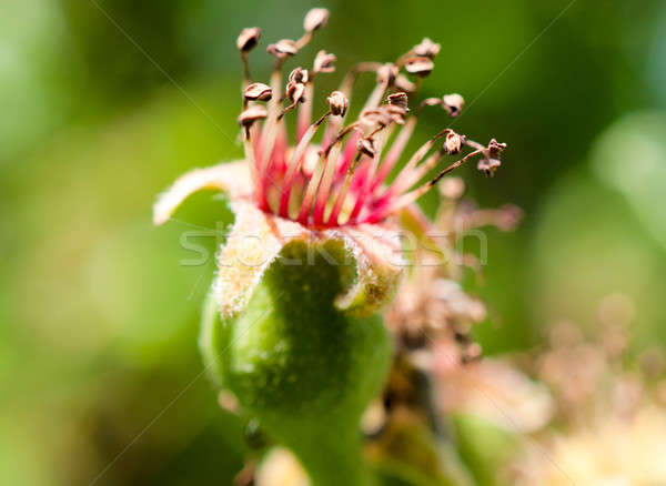 Apple flower Stock photo © badmanproduction