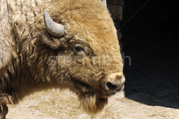 Сток-фото: бизон · голову · трава · корова · парка · животного