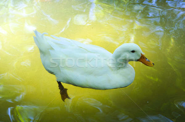 White duck Stock photo © badmanproduction
