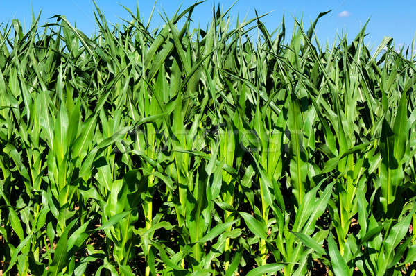 Corn plant Stock photo © badmanproduction