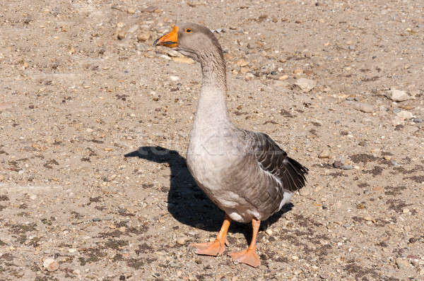 Stock photo: SIngle duck