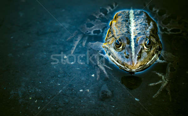 Foto stock: Sapo · água · grande · espaço · olho · olhos