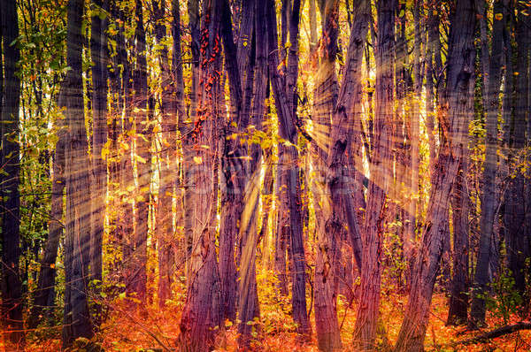 Sun light in wood Stock photo © badmanproduction