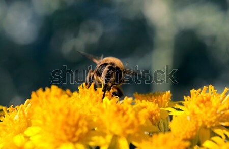 蜂 花粉 選択フォーカス 花 空 太陽 ストックフォト © badmanproduction