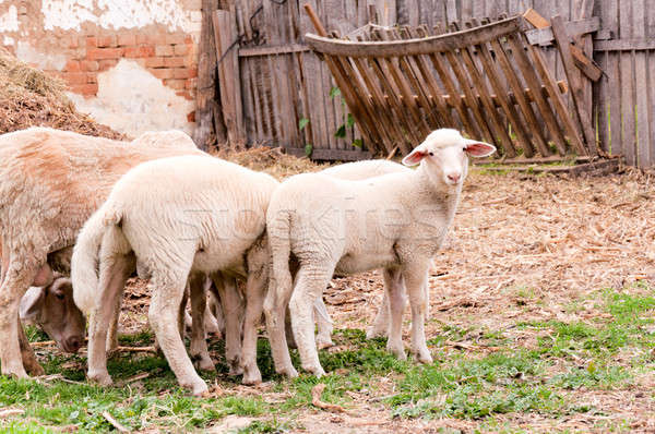Peu agneau nature paysage tête agriculture Photo stock © badmanproduction