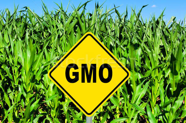 GMO sign Stock photo © badmanproduction