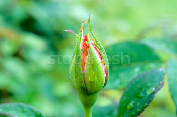 Rosa bud macro messa a fuoco selettiva fiore foglia Foto d'archivio © badmanproduction