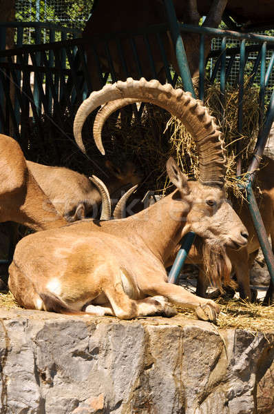 Male of wild goat Stock photo © badmanproduction