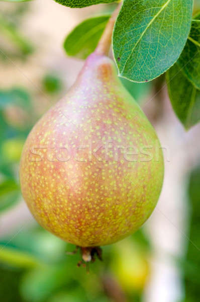 Raw pear Stock photo © badmanproduction