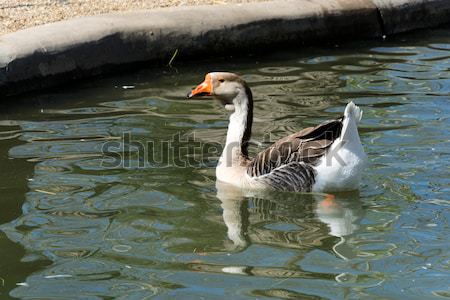 Swimming duck Stock photo © badmanproduction