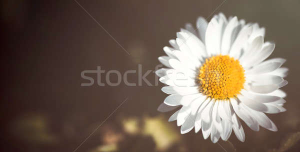 Daisy flower close up Stock photo © badmanproduction