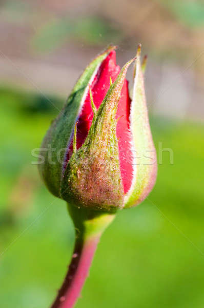 Rosa bud macro Rose Red fiore compleanno Foto d'archivio © badmanproduction