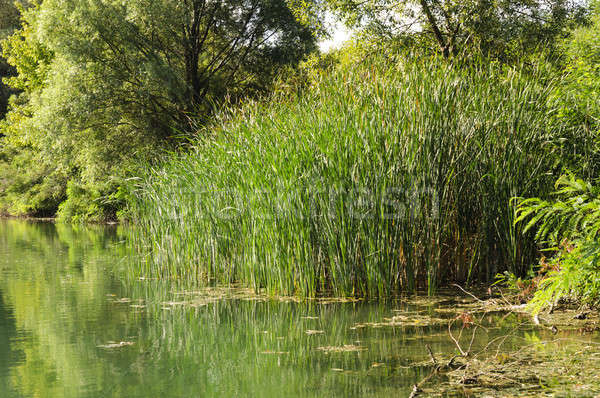Grünen Sumpf Belgrad Wasser Bäume Fluss Stock foto © badmanproduction