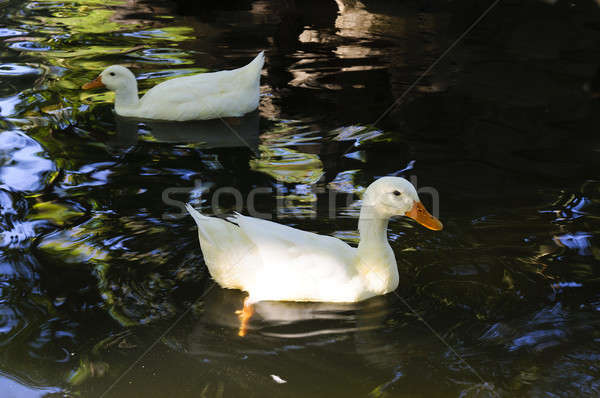 Swimming ducks Stock photo © badmanproduction