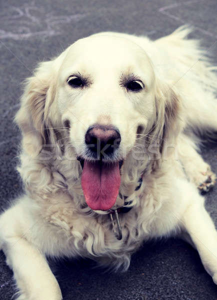 Dog portrait Stock photo © badmanproduction