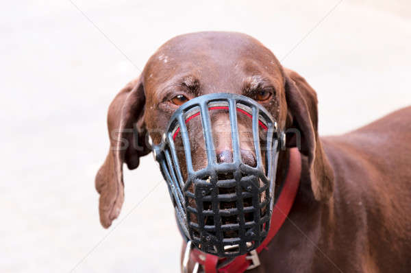 Triste cane protezione maschera capelli giovani Foto d'archivio © badmanproduction