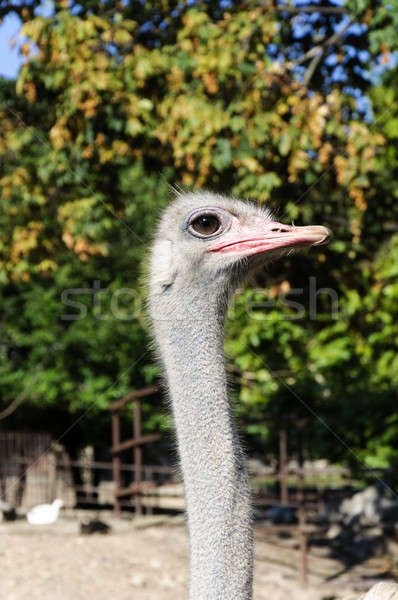 鴕鳥 女 頭 動物園 面對 性質 商業照片 © badmanproduction