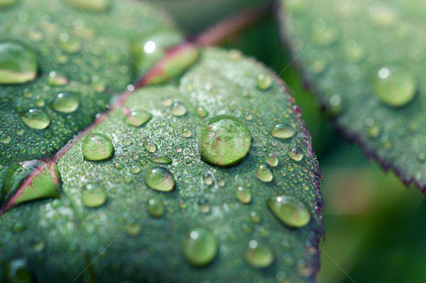 早晨 下降 選擇性的重點 一滴水 葉 水 商業照片 © badmanproduction