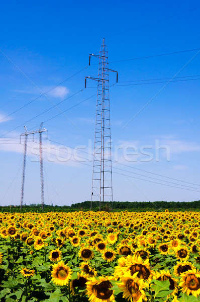 Girasoli elettrica estate campo spazio verde Foto d'archivio © badmanproduction