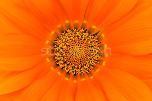 Pólen flor foco textura fundo laranja Foto stock © badmanproduction