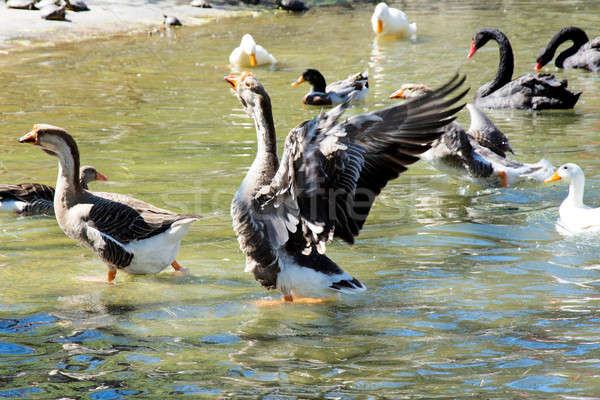 Ducks in the water Stock photo © badmanproduction