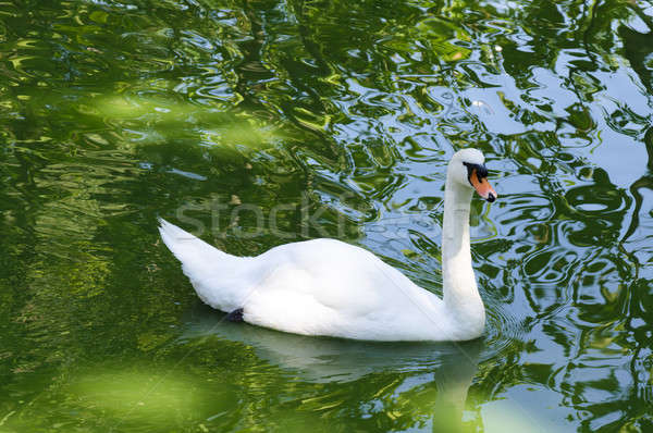 White Swan Stock photo © badmanproduction