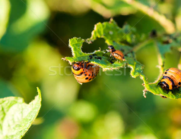 Potato beetles Stock photo © badmanproduction