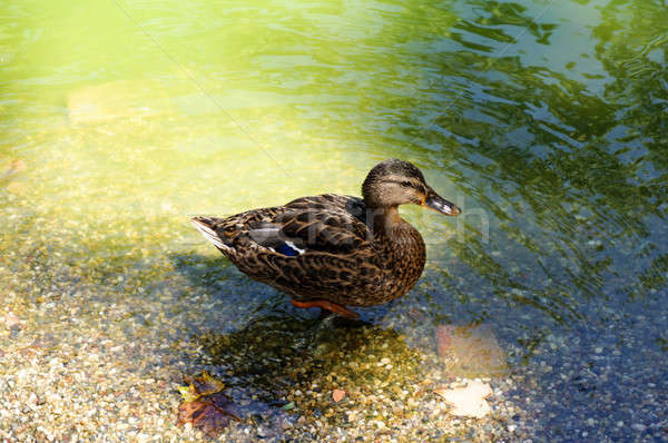 Walking duck Stock photo © badmanproduction